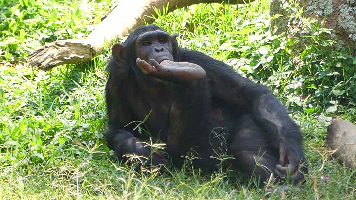 Schimpanse im Zoo von Entebbe - Uganda - Flora und Fauna