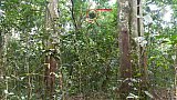 Urwald im Kibale National Forest - Uganda - Flora und Fauna