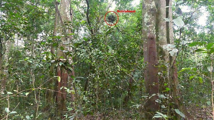 Urwald im Kibale National Forest - Uganda - Flora und Fauna