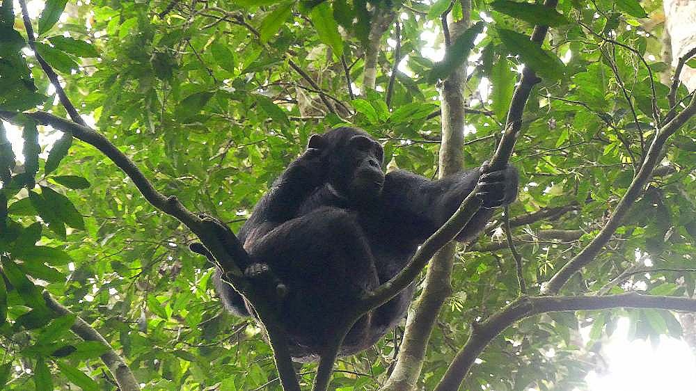 Schimpanse hoch im Baum - Uganda - Flora und Fauna