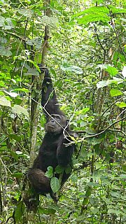 Schimpanse im Kibale Forest Nationalpark - Uganda - Flora und Fauna