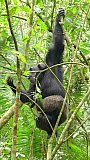 Schimpanse im Kibale Forest Nationalpark - Uganda - Flora und Fauna