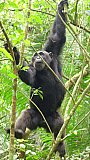 Schimpanse im Kibale Forest Nationalpark - Uganda - Flora und Fauna
