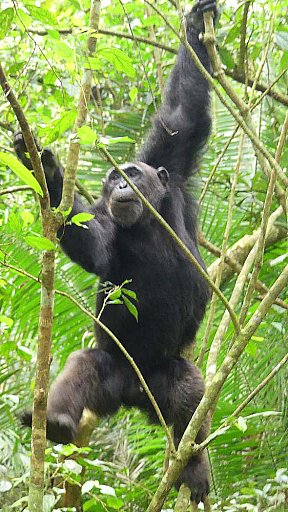 Schimpanse im Kibale Forest Nationalpark - Uganda - Flora und Fauna
