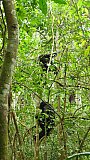Zwei Schimpansen auf Klettertour - Uganda - Flora und Fauna