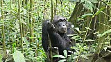 Ranghohes Schimpansen-M&auml;nnchen Rusty - Uganda - Flora und Fauna