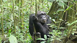 Ranghohes Schimpansen-M&auml;nnchen Rusty - Uganda - Flora und Fauna
