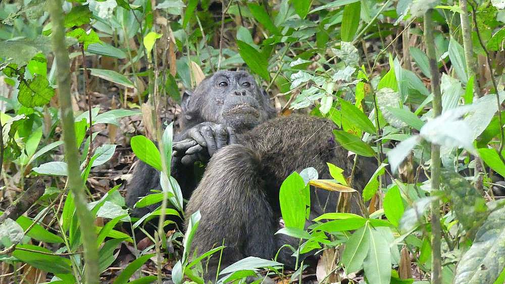 Ruhendes Schimpansen-M&auml;nnchen im Kibale Forest - Uganda - Flora und Fauna
