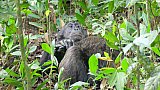 Ruhendes Schimpansen-M&auml;nnchen im Kibale Forest - Uganda - Flora und Fauna