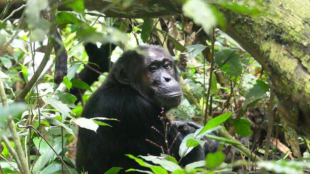 Junger Schimpanse im Geb&uuml;sch - Uganda - Flora und Fauna