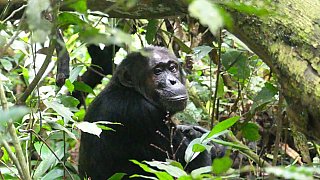 Junger Schimpanse im Geb&uuml;sch - Uganda - Flora und Fauna