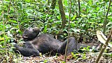 Junger Schimpanse im Dickicht - Uganda - Flora und Fauna