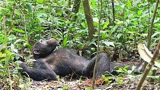 Junger Schimpanse im Dickicht - Uganda - Flora und Fauna