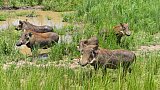 Wildschweine am Wasserloch - Uganda - Flora und Fauna