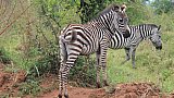 Zebras im Lake Mburo Nationalpark - Uganda - Flora und Fauna