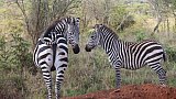 Neugierige Zebras im Lake Mburo Nationalpark - Uganda - Flora und Fauna