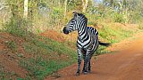 Zebra im Lake Mburo Nationalpark - Uganda - Flora und Fauna