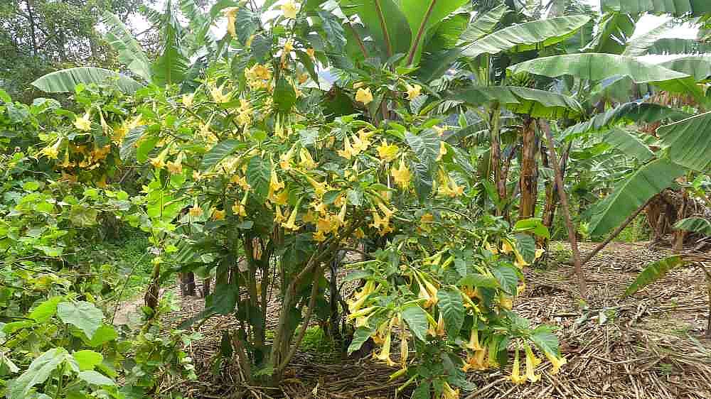 Riesige Engelstrompete auf Itambira-Island - Uganda - Flora und Fauna