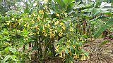 Riesige Engelstrompete auf Itambira-Island - Uganda - Flora und Fauna