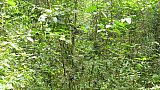Dickicht im Kibale Forest Nationalpark - Uganda - Blog