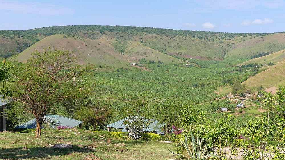 Bananenplantagen beim Lake Mburo Nationalpark - Uganda - Landschaft