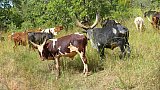 Ankole Rinder in Uganda - Uganda - Land und Leute