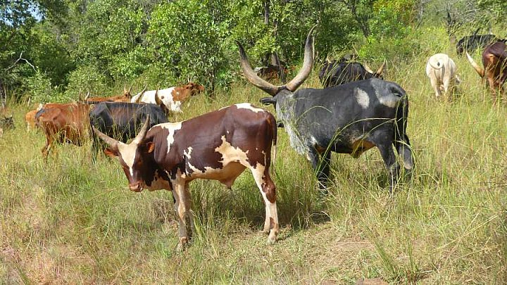 Ankole Rinder in Uganda - Uganda - Land und Leute
