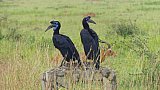 Abessinischer Boden Hornbill - Uganda - Flora und Fauna