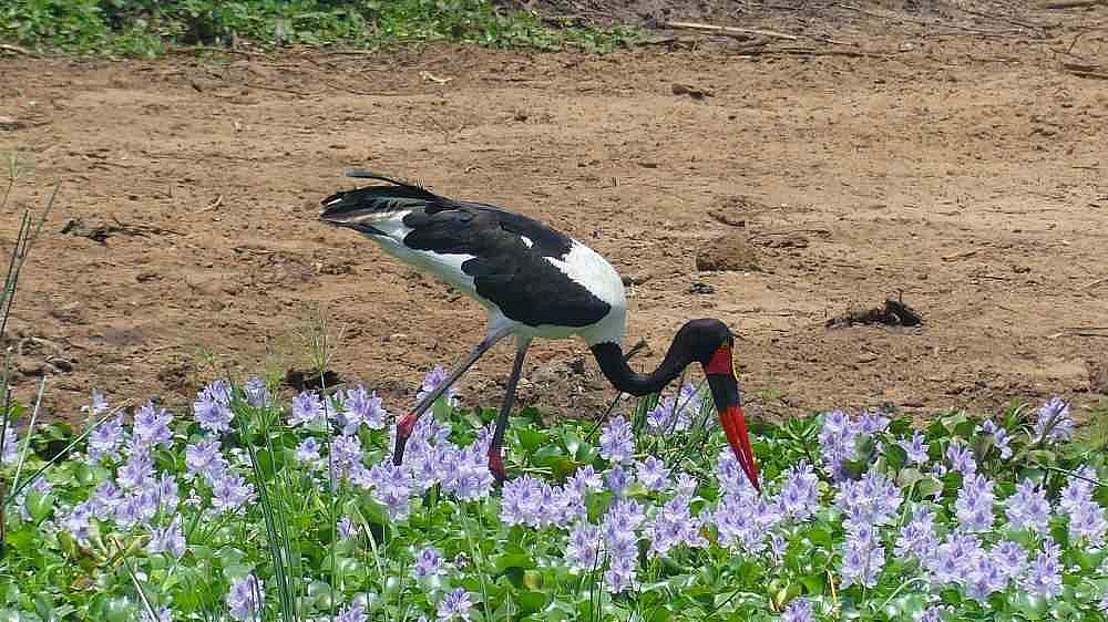 Sattelschnabelstorch im Murchison Falls Nationalpark - Uganda - Flora und Fauna