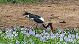 Sattelschnabelstorch im Murchison Falls Nationalpark - Uganda - Flora und Fauna