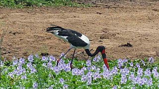 Sattelschnabelstorch im Murchison Falls Nationalpark - Uganda - Flora und Fauna