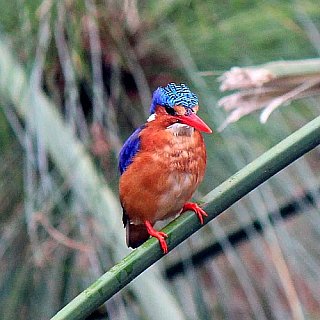 Malachite Kingfisher bei den Kasenda Kraterseen - Uganda - Flora und Fauna