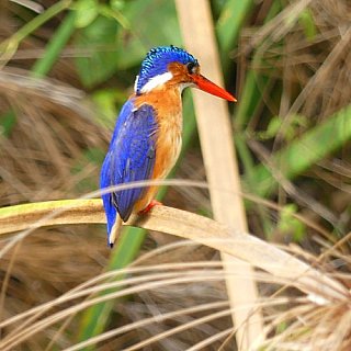 Malachite Kingfisher im am Lake Mburu - Uganda - Flora und Fauna