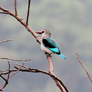 Woodland Kingfisher bei der Ndali Lodge - Uganda - Flora und Fauna