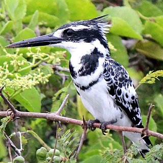 Pied Kingfisher nahe der Ndali Lodge - Uganda - Flora und Fauna