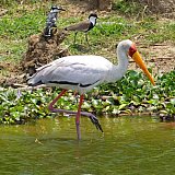 Gelbschnabelstorch und Kingfisher - Uganda - Flora und Fauna