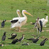 Gro&szlig;e wei&szlig;e Pelikane am Kazinga Kanal - Uganda - Flora und Fauna