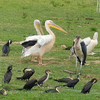Gro&szlig;e wei&szlig;e Pelikane am Kazinga Kanal - Uganda - Flora und Fauna
