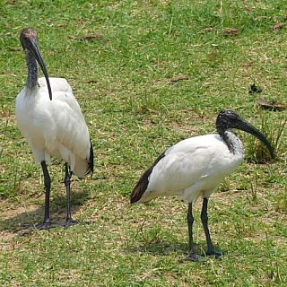 Ibis am Kazinga Kanal - Uganda - Flora und Fauna