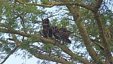 Eulenp&auml;rchen im Baum - Uganda - Flora und Fauna