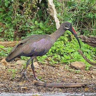 Hadada-Ibis am Lake Mburu - Uganda - Flora und Fauna