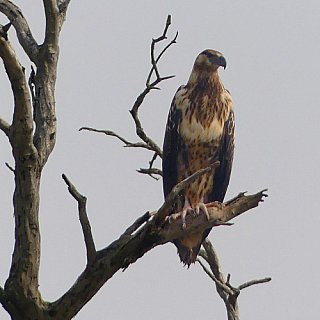 Adler am Lake Mburu - Uganda - Flora und Fauna