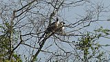 Hornbill-P&auml;rchen im Lake Mburo Nationalpark - Uganda - Flora und Fauna