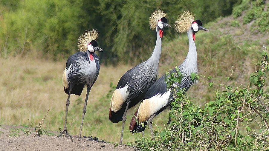Drei Kronenkraniche im Lake Mburo Nationalpark - Uganda - Flora und Fauna