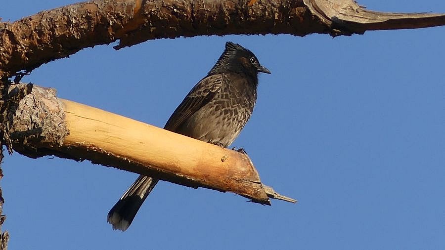 Vogel auf der Strecke von Lhuentse nach Mongar - Vogelwelt in Bhutan