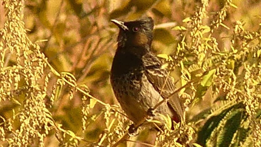 Vogel auf der Strecke von Lhuentse nach Mongar - Vogelwelt in Bhutan