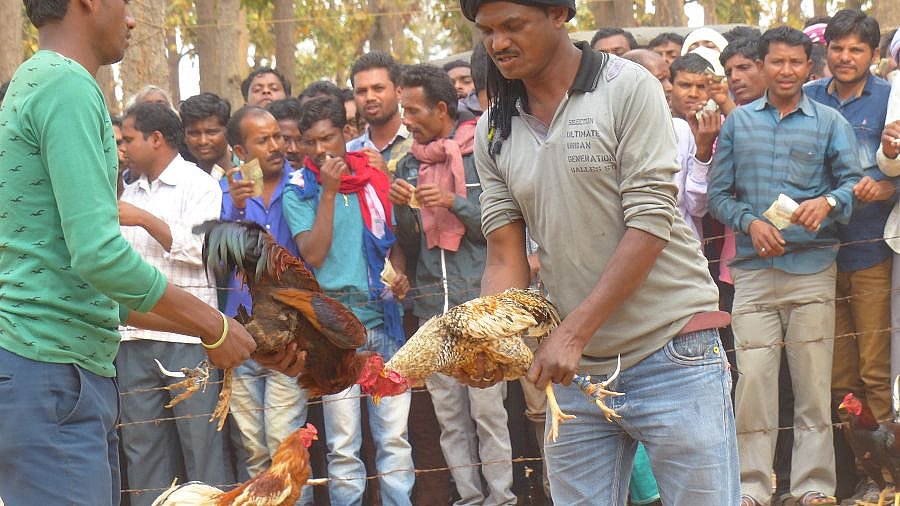 Hahnenkampf auf dem Wochenmarkt in Pamela - Chhattisgarh: Land-und-Leute