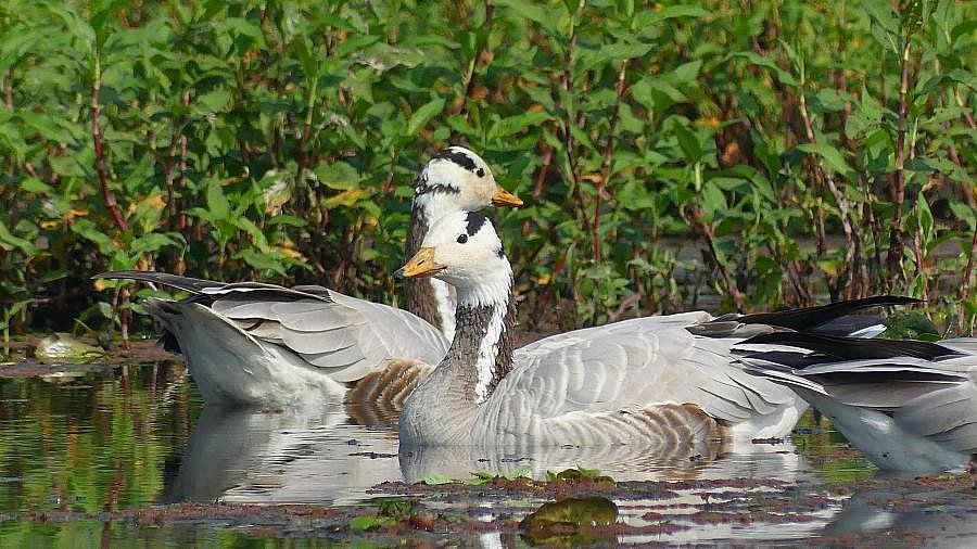 Enten in Maguri Deel - Fauna in Indien