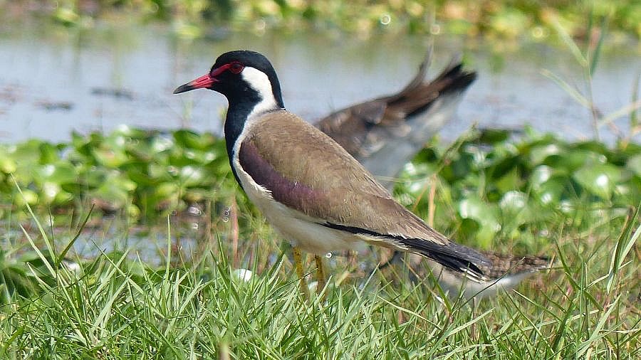 Vogel am Chilika See in Odisha - Fauna in Indien