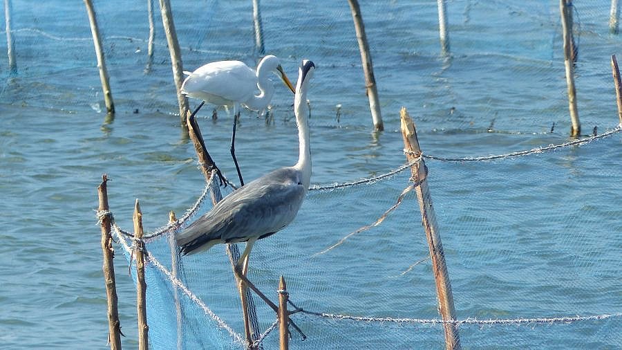 Graureiher und Silberreiher - Sri Lanka - Flora und Fauna